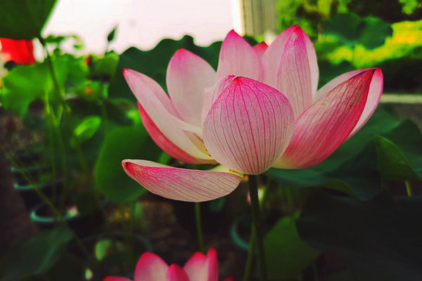 【镜头】光风霁月伴清廉